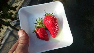 ﾐｽﾃﾘｰﾂｱｰ7.jpg