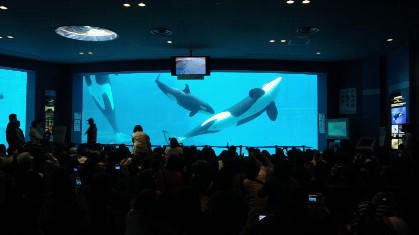 シャチ.jpg