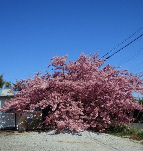 舘山寺桜.jpg